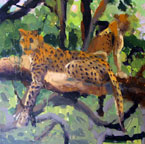 Leopards